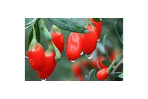 Premium Goji Berry 100 g - from Japan